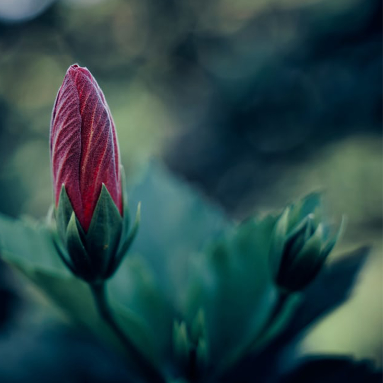 Image of a flower in bud