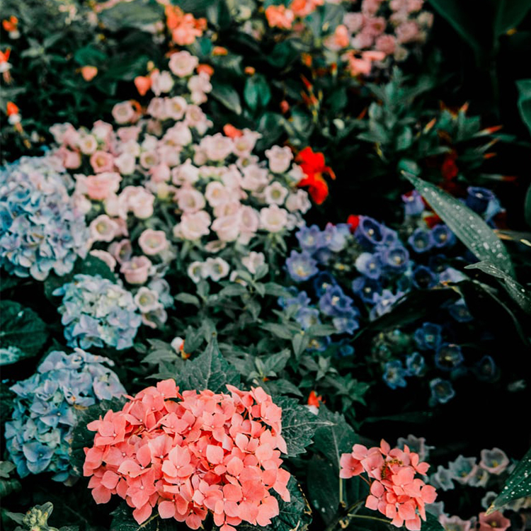 image of hydrangeas of different colours