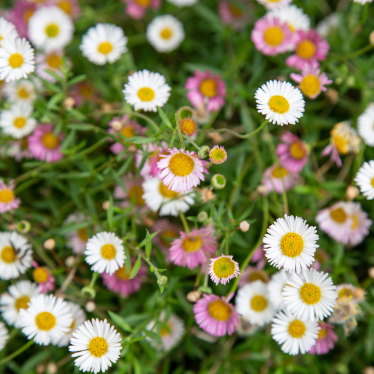 A photo of white and purple daisies