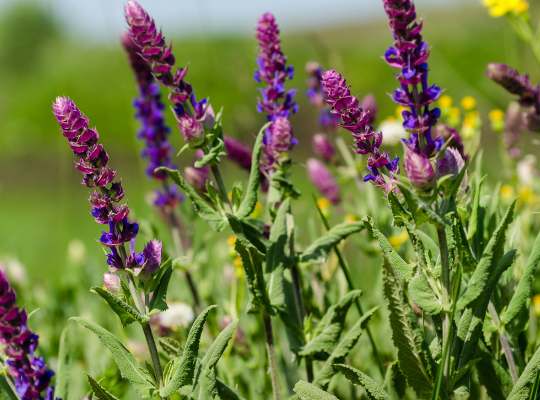 Purple wildflowers