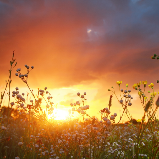 Sunset over field of flowers